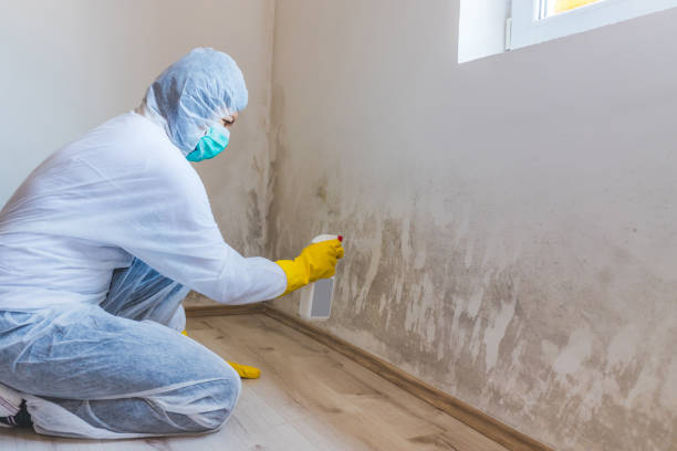 Licensed Black Mold Removal service in Highland Park, NJ - WQB Mold Removal