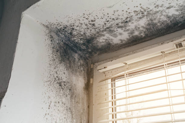 Affordable Black Mold Removal solutions in Highland Park, NJ